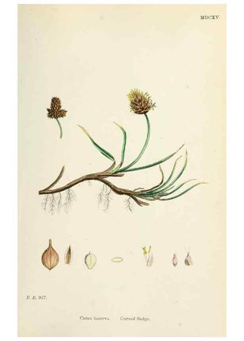 Reproducción/Reproduction 48750503356: English botany, or, Coloured figures of British plants /. London :R. Hardwicke,1863-1886.. 