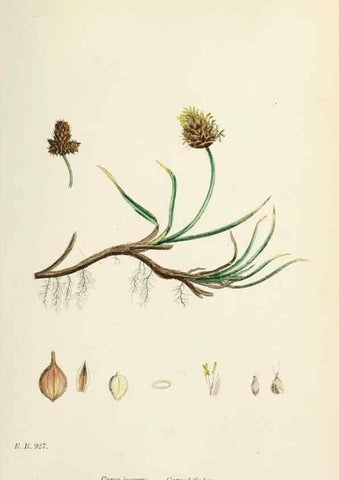 Reproducción/Reproduction 48750503356: English botany, or, Coloured figures of British plants /. London :R. Hardwicke,1863-1886.. 