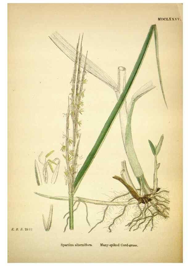 Reproducción/Reproduction 48750062093: English botany, or, Coloured figures of British plants /. London :R. Hardwicke,1863-1886.. 