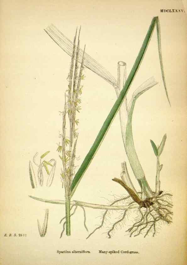 Reproducción/Reproduction 48750062093: English botany, or, Coloured figures of British plants /. London :R. Hardwicke,1863-1886.. 