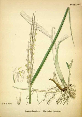 Reproducción/Reproduction 48750062093: English botany, or, Coloured figures of British plants /. London :R. Hardwicke,1863-1886.. 