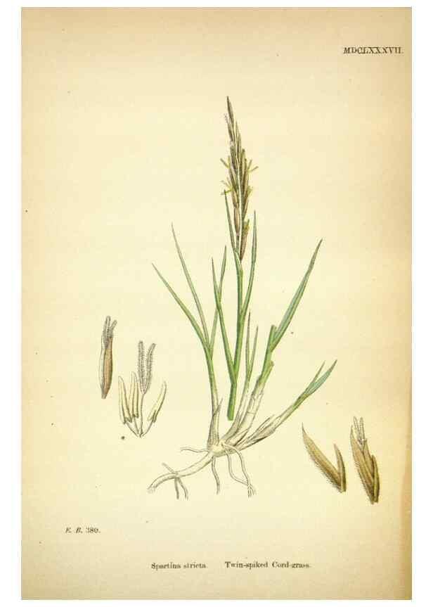 Reproducción/Reproduction 48750577812: English botany, or, Coloured figures of British plants /. London :R. Hardwicke,1863-1886.. 