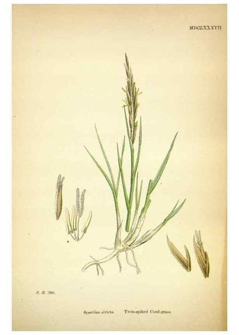 Reproducción/Reproduction 48750577812: English botany, or, Coloured figures of British plants /. London :R. Hardwicke,1863-1886.. 