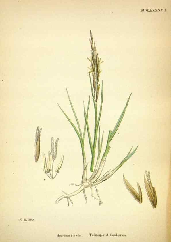 Reproducción/Reproduction 48750577812: English botany, or, Coloured figures of British plants /. London :R. Hardwicke,1863-1886.. 