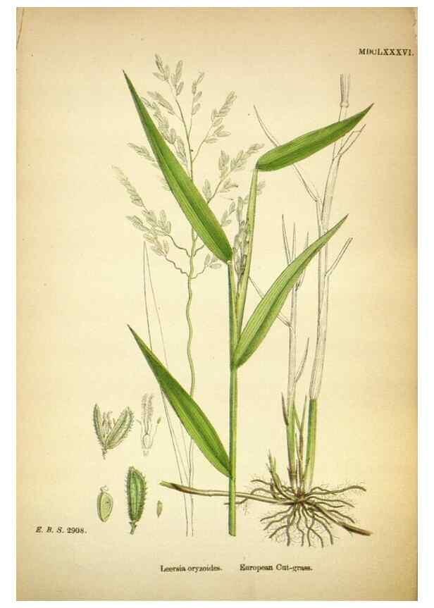 Reproducción/Reproduction 48750388346: English botany, or, Coloured figures of British plants /. London :R. Hardwicke,1863-1886.. 