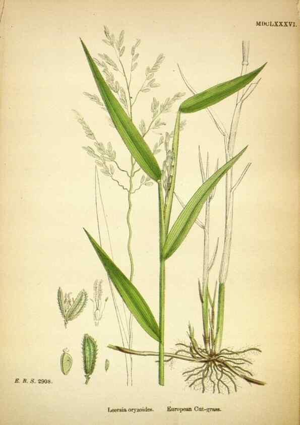Reproducción/Reproduction 48750388346: English botany, or, Coloured figures of British plants /. London :R. Hardwicke,1863-1886.. 