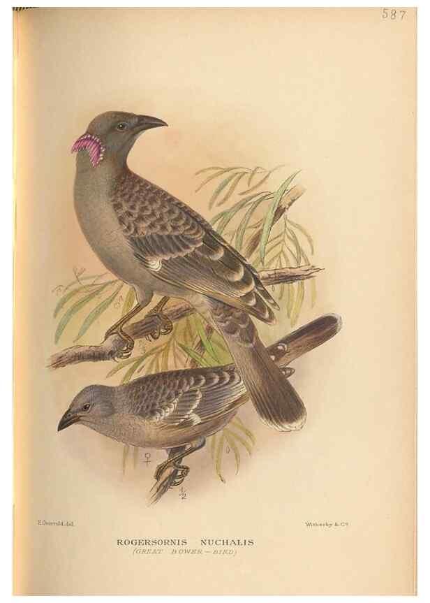 Reproducción/Reproduction 48743882176: The Birds of Australia. London :Witherby & Co.,1910-1927.. 