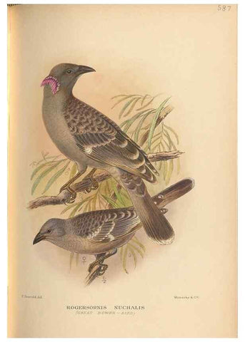 Reproducción/Reproduction 48743882176: The Birds of Australia. London :Witherby & Co.,1910-1927.. 
