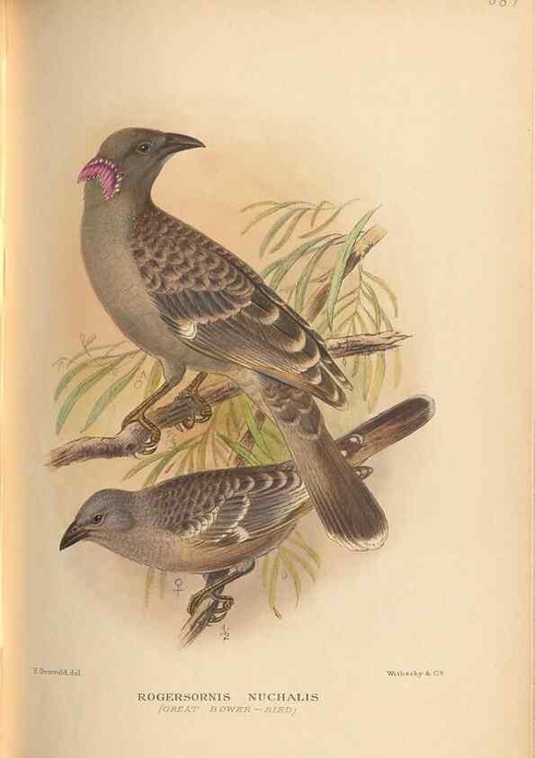 Reproducción/Reproduction 48743882176: The Birds of Australia. London :Witherby & Co.,1910-1927.. 
