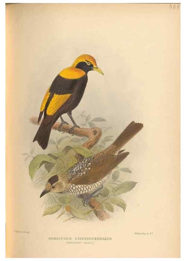 Reproducción/Reproduction 48743547878: The Birds of Australia. London :Witherby & Co.,1910-1927.. 