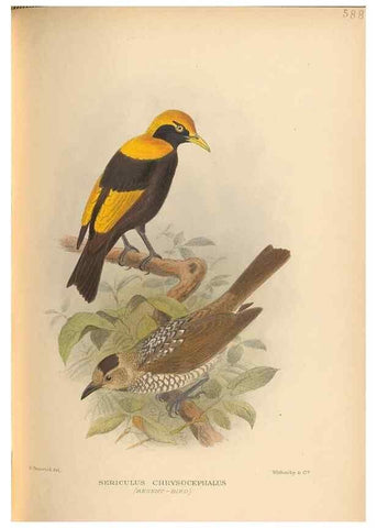 Reproducción/Reproduction 48743547878: The Birds of Australia. London :Witherby & Co.,1910-1927.. 
