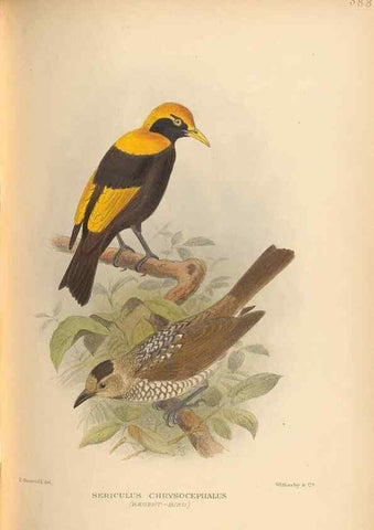 Reproducción/Reproduction 48743547878: The Birds of Australia. London :Witherby & Co.,1910-1927.. 