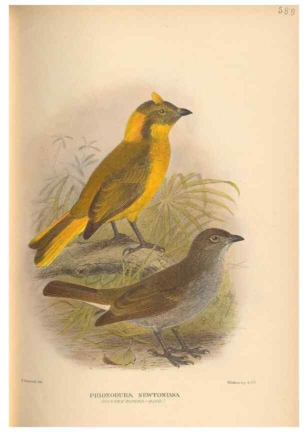 Reproducción/Reproduction 48744058232: The Birds of Australia. London :Witherby & Co.,1910-1927.. 