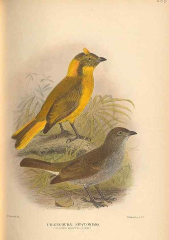 Reproducción/Reproduction 48744058232: The Birds of Australia. London :Witherby & Co.,1910-1927.. 