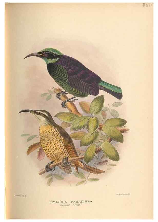 Reproducción/Reproduction 48744058782: The Birds of Australia. London :Witherby & Co.,1910-1927.. 