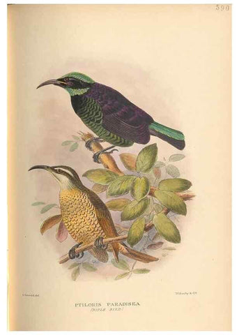 Reproducción/Reproduction 48744058782: The Birds of Australia. London :Witherby & Co.,1910-1927.. 