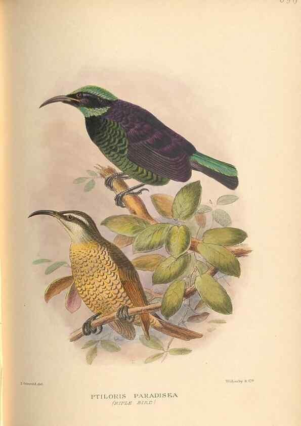 Reproducción/Reproduction 48744058782: The Birds of Australia. London :Witherby & Co.,1910-1927.. 
