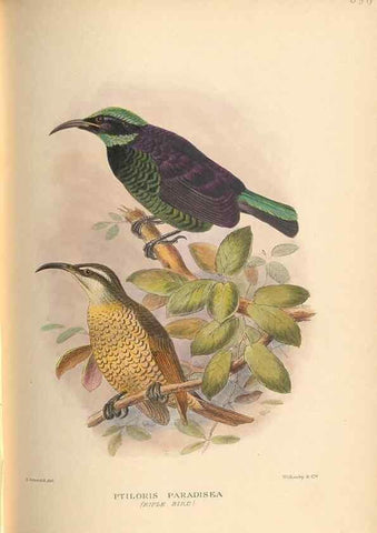 Reproducción/Reproduction 48744058782: The Birds of Australia. London :Witherby & Co.,1910-1927.. 