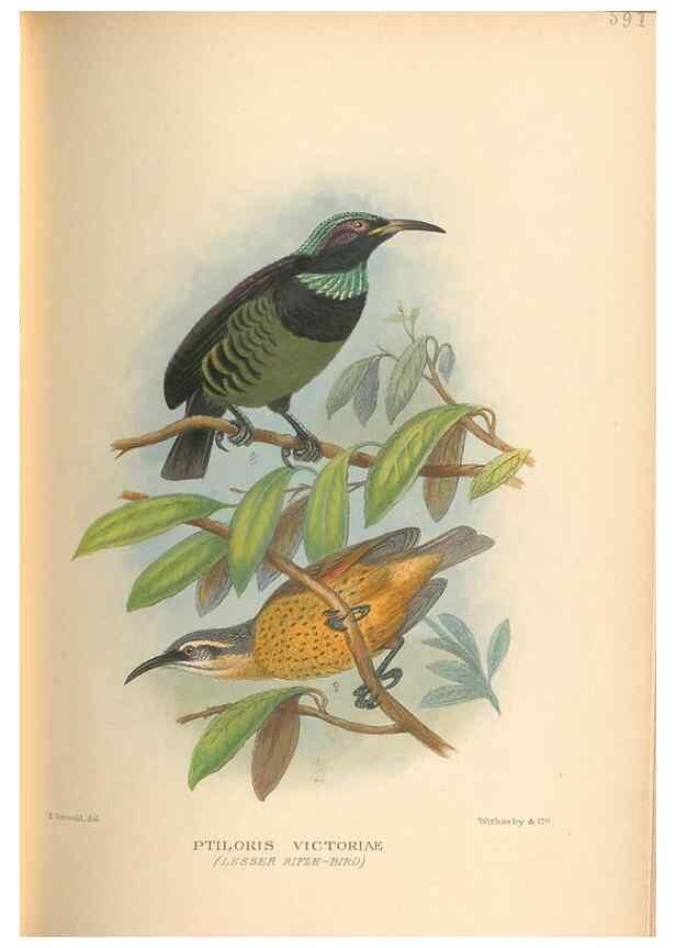 Reproducción/Reproduction 48743883801: The Birds of Australia. London :Witherby & Co.,1910-1927.. 