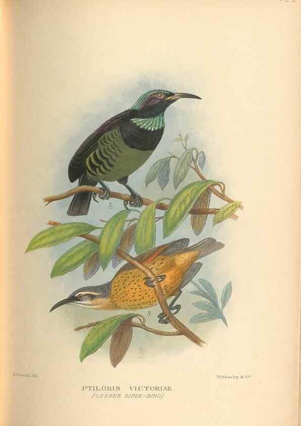 Reproducción/Reproduction 48743883801: The Birds of Australia. London :Witherby & Co.,1910-1927.. 