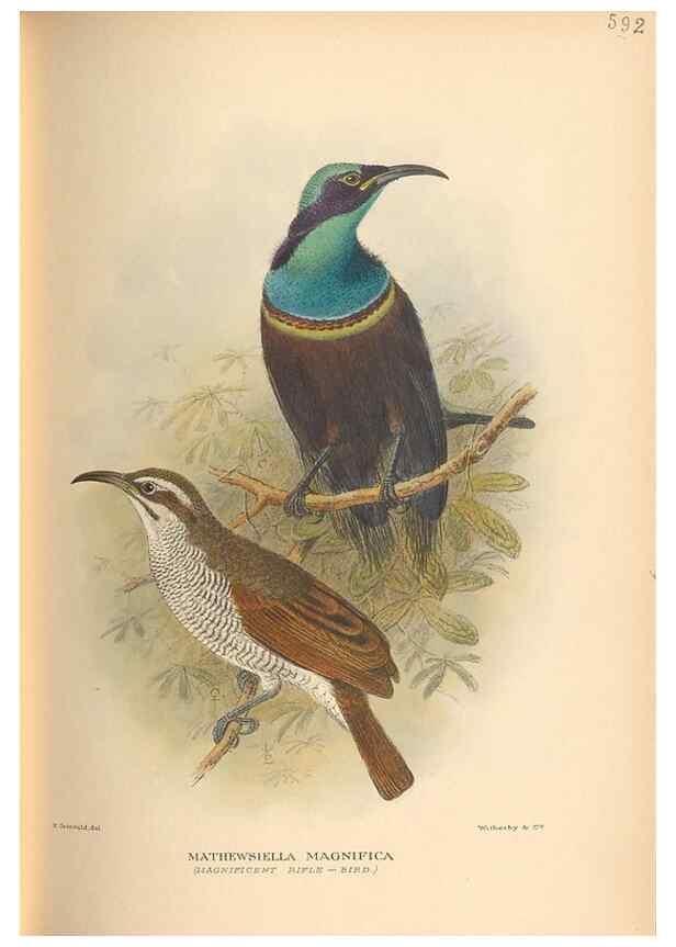Reproducción/Reproduction 48743884281: The Birds of Australia. London :Witherby & Co.,1910-1927.. 
