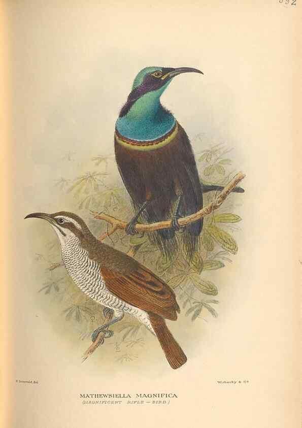 Reproducción/Reproduction 48743884281: The Birds of Australia. London :Witherby & Co.,1910-1927.. 