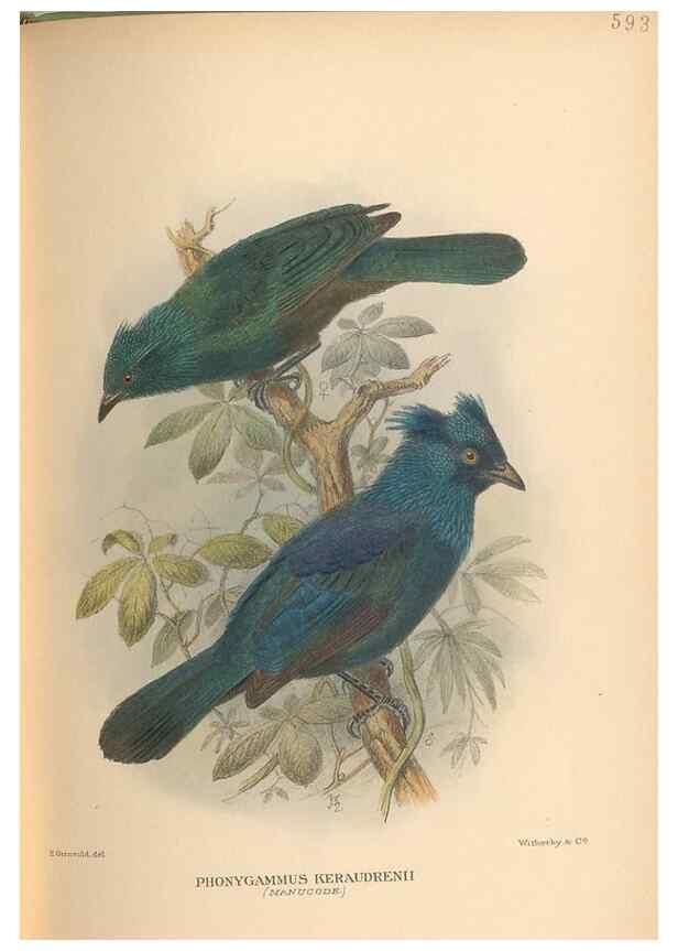 Reproducción/Reproduction 48743884616: The Birds of Australia. London :Witherby & Co.,1910-1927.. 