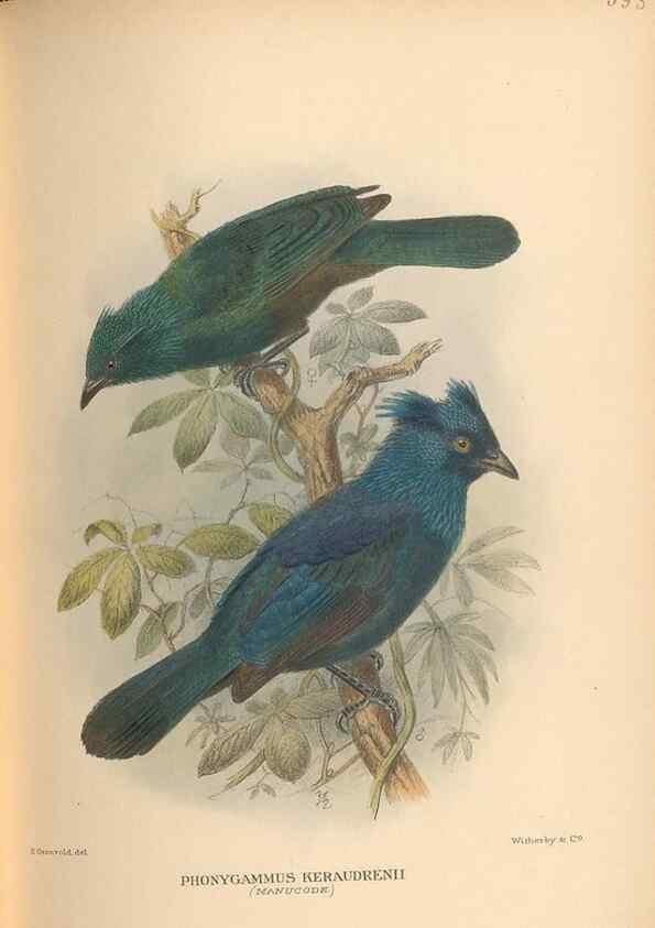 Reproducción/Reproduction 48743884616: The Birds of Australia. London :Witherby & Co.,1910-1927.. 