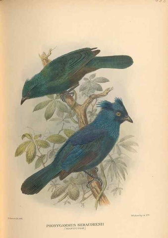 Reproducción/Reproduction 48743884616: The Birds of Australia. London :Witherby & Co.,1910-1927.. 