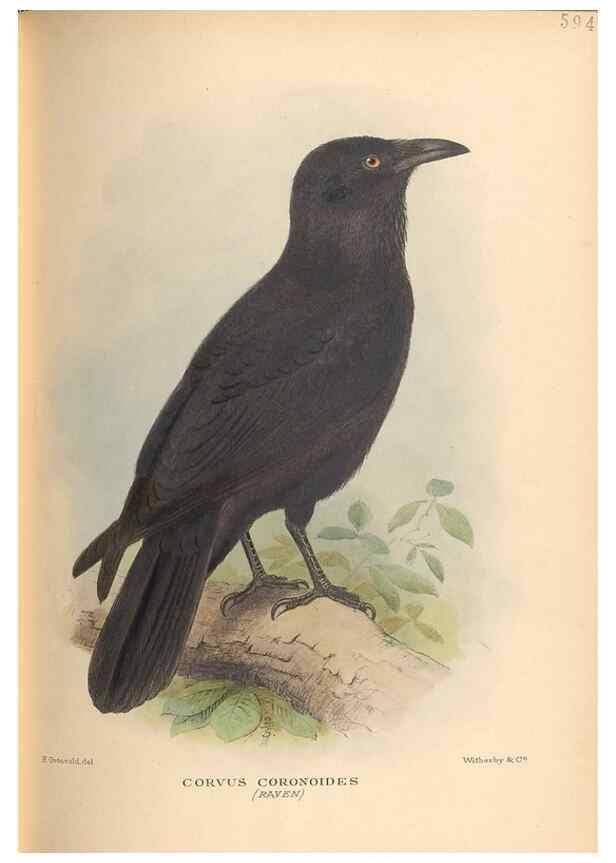 Reproducción/Reproduction 48743885116: The Birds of Australia. London :Witherby & Co.,1910-1927.. 