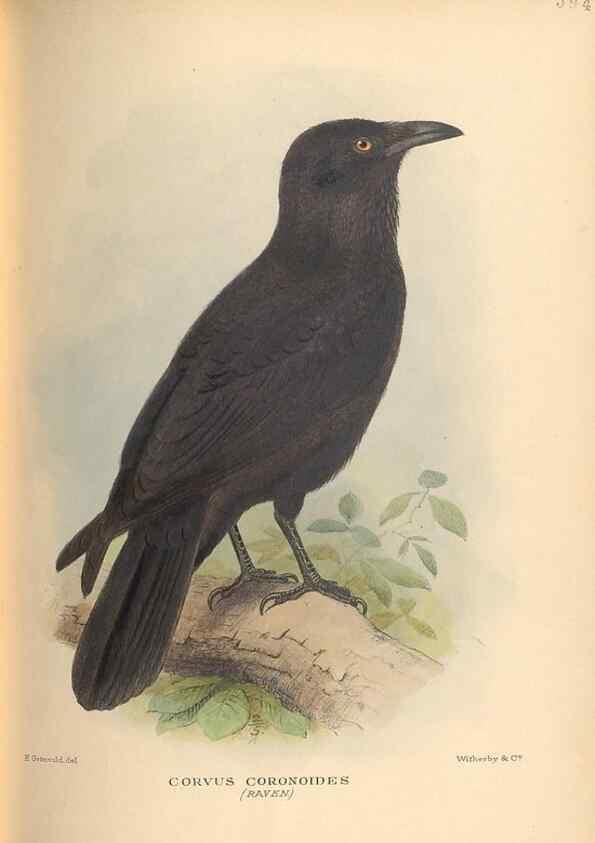 Reproducción/Reproduction 48743885116: The Birds of Australia. London :Witherby & Co.,1910-1927.. 