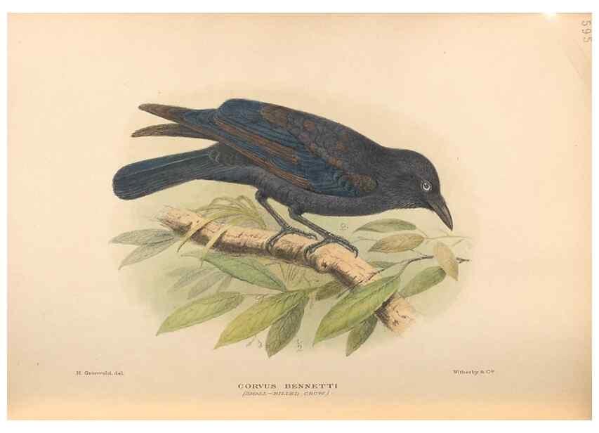 Reproducción/Reproduction 48743550983: The Birds of Australia. London :Witherby & Co.,1910-1927.. 