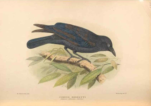 Reproducción/Reproduction 48743550983: The Birds of Australia. London :Witherby & Co.,1910-1927.. 