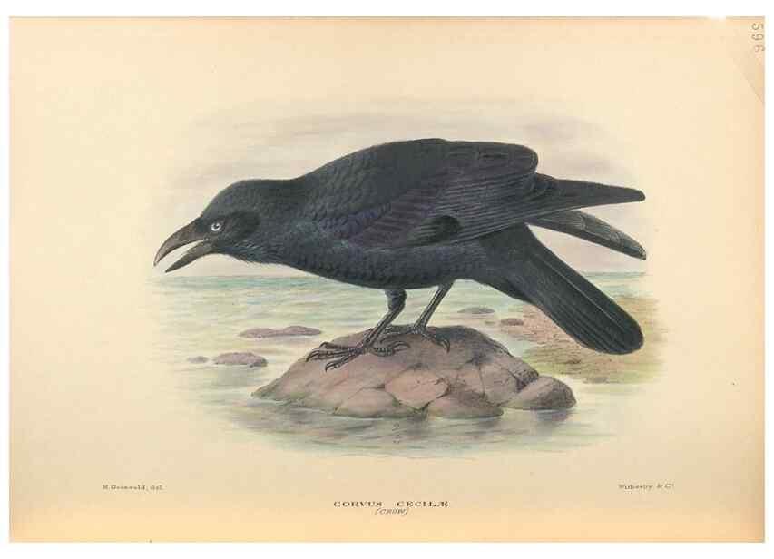 Reproducción/Reproduction 48743886006: The Birds of Australia. London :Witherby & Co.,1910-1927.. 