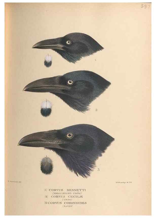 Reproducción/Reproduction 48743551738: The Birds of Australia. London :Witherby & Co.,1910-1927.. 