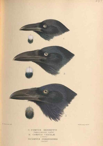 Reproducción/Reproduction 48743551738: The Birds of Australia. London :Witherby & Co.,1910-1927.. 
