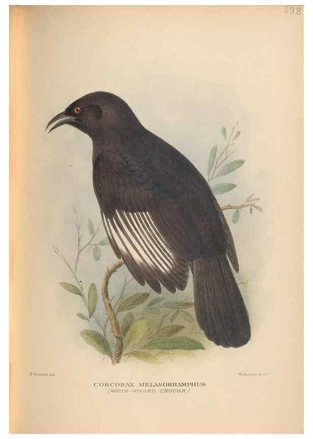 Reproducción/Reproduction 48743886836: The Birds of Australia. London :Witherby & Co.,1910-1927.. 