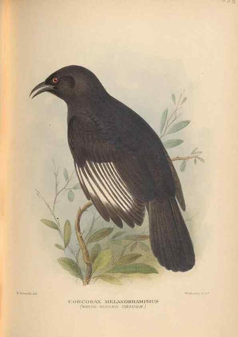 Reproducción/Reproduction 48743886836: The Birds of Australia. London :Witherby & Co.,1910-1927.. 