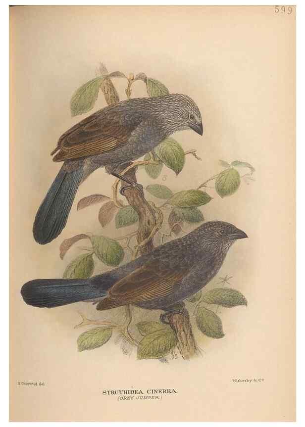 Reproducción/Reproduction 48743552633: The Birds of Australia. London :Witherby & Co.,1910-1927.. 