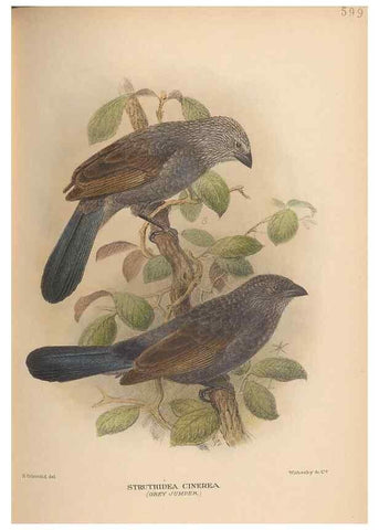 Reproducción/Reproduction 48743552633: The Birds of Australia. London :Witherby & Co.,1910-1927.. 