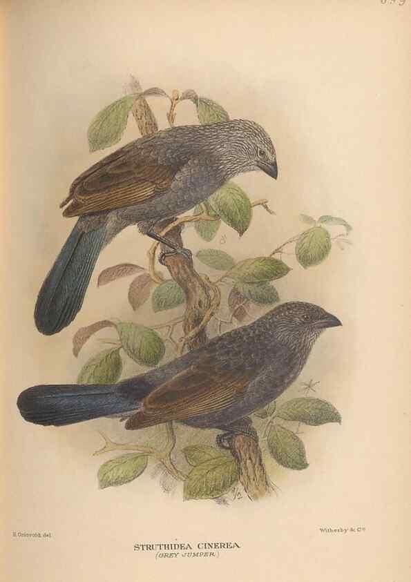 Reproducción/Reproduction 48743552633: The Birds of Australia. London :Witherby & Co.,1910-1927.. 