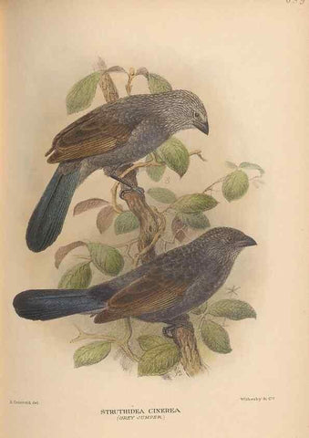 Reproducción/Reproduction 48743552633: The Birds of Australia. London :Witherby & Co.,1910-1927.. 