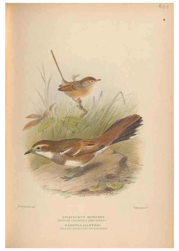 Reproducción/Reproduction 48743887601: The Birds of Australia. London :Witherby & Co.,1910-1927.. 