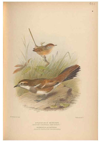 Reproducción/Reproduction 48743887601: The Birds of Australia. London :Witherby & Co.,1910-1927.. 
