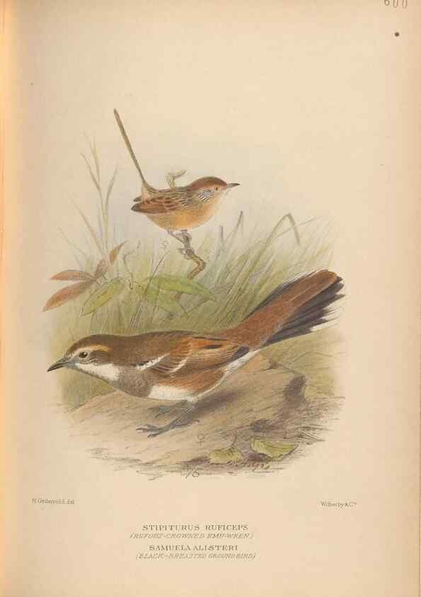 Reproducción/Reproduction 48743887601: The Birds of Australia. London :Witherby & Co.,1910-1927.. 