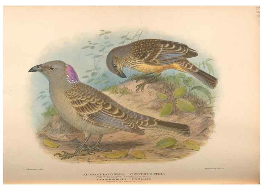 Reproducción/Reproduction 48743546773: The Birds of Australia. London :Witherby & Co.,1910-1927.. 