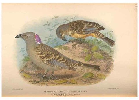 Reproducción/Reproduction 48743546773: The Birds of Australia. London :Witherby & Co.,1910-1927.. 