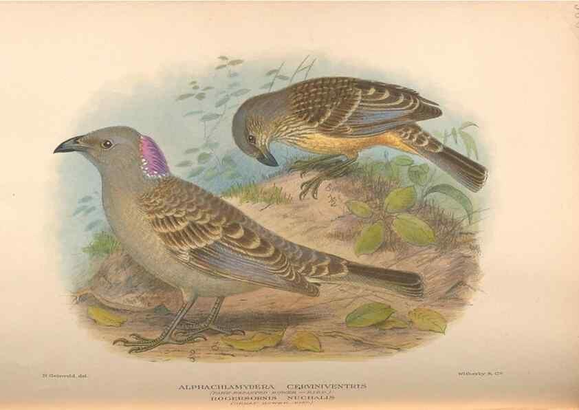Reproducción/Reproduction 48743546773: The Birds of Australia. London :Witherby & Co.,1910-1927.. 