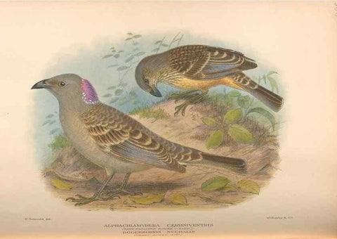 Reproducción/Reproduction 48743546773: The Birds of Australia. London :Witherby & Co.,1910-1927.. 