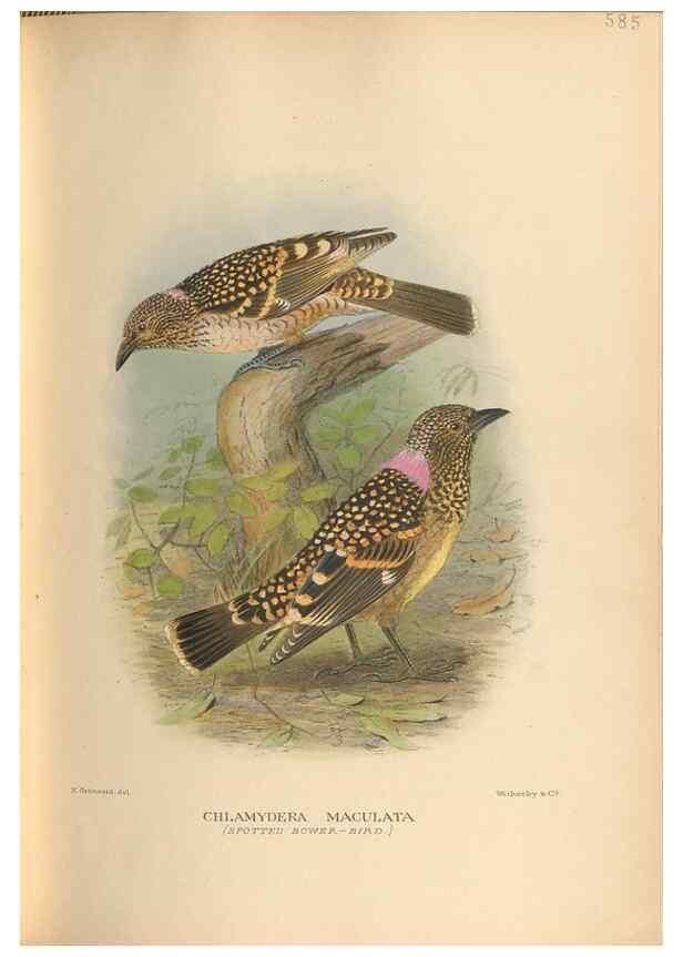 Reproducción/Reproduction 48743546393: The Birds of Australia. London :Witherby & Co.,1910-1927.. 